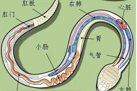 打蛇打七寸，蛇的弱点在哪？图片
