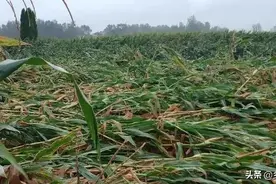 近期玉米受涝、倒伏严重，这样采取措施可以将损失减少到最低程度图片