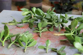 5种适合新手养的“顽强花”，无论是枝条还是叶片，见土就生根图片