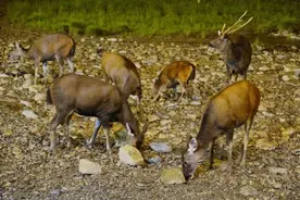 动物为啥知道吃盐？它们吃的盐从何而来？图片