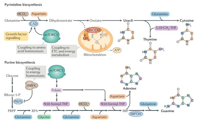 代谢调控与细胞增殖