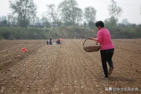 用这种农家肥种大蒜，苗更青绿，杆更粗壮，蒜头更大，产量更高图片