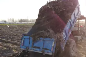 牛粪如何使用效果好？注意2点，价格便宜，不烧苗图片