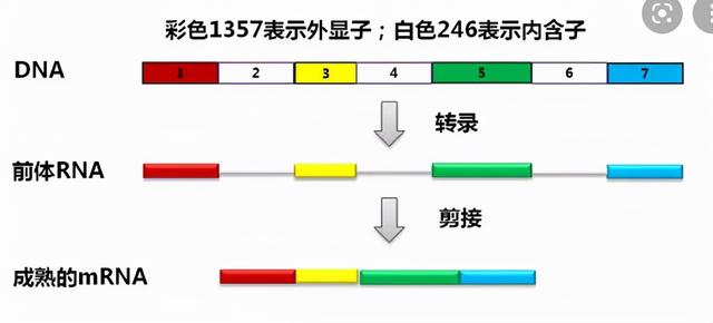 DNA里隐藏了生命所有的秘密，这是怎么实现的？
