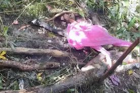 哀牢山4名遇难地质队员为何用一次性塑料雨衣？所属单位回应图片
