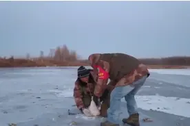 看看中国东北有多冷：天鹅一觉醒来，被冻在冰面上图片