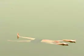 老王的“特异功能”很不简单，揭开他漂浮于水面睡大觉的科学秘密图片