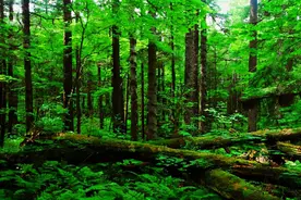 长白山有一种活立木，它看着没用，其实在当地人的眼里却是宝贝图片