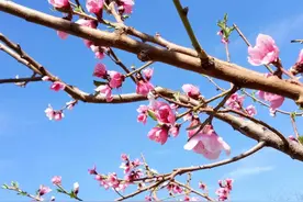 【医道的高境界是-以领为治】图片