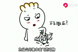 那些会飞的动物都是怎么尿尿的图片