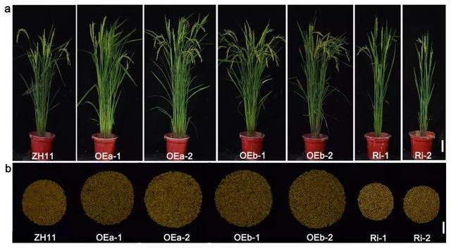 贵州大学方中明研究组发现氨基酸转运蛋白可调控水稻分蘖和产量