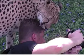 猎豹突然冲出来含住摄影师的头！接下来的剧情却神发展图片