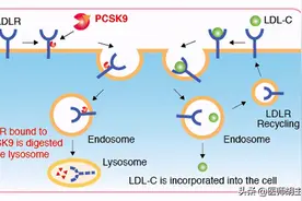 新型降脂药：PCSK9抑制剂上市了，降低心梗、脑卒和血运重建风险图片