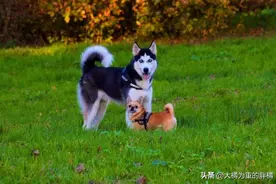 如果你第一次养狗，可别选择这5个犬种，养着不仅累，还很耗钱图片