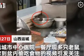 山西运城三甲医院餐厅现多只老鼠，视频拍摄者：学猫叫都没吓跑图片