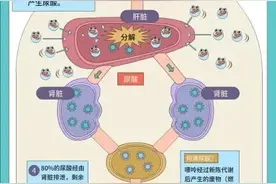 尿酸为何一停药就反弹？图片
