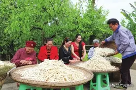 阳春三月，在广元市苍溪县龙山镇，随处可见川明参丰收的喜悦场景图片