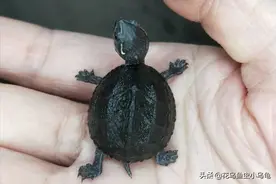 18种常见的乌龟，每种都有自己的特色，你喜欢哪种呢？图片