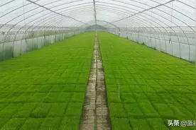 不要搞错啦：拆的是大棚房，不是大棚图片