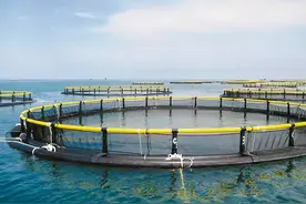 80后海归青年拿下湛江生蚝三倍体专利 在深海重塑湛江生蚝价值链图片