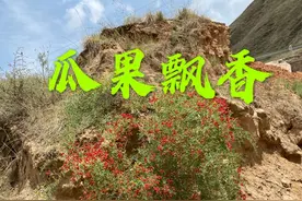 白刺果实更诱人图片