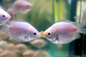 接吻鱼怎么养？从选鱼到繁殖小鱼，这些经验能帮你养好它图片