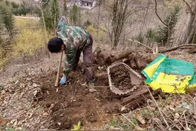 原来这就是秦岭的药材宝库！和山民上山挖药，发现遍地名贵药材​图片