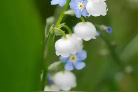 遇见他是一种幸福图片