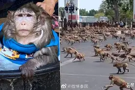 泰国华富里“猴”满为患 令当地人苦不堪言图片