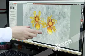 “盘丝洞”再添新成员！重庆缙云山发现2个蜘蛛新种图片