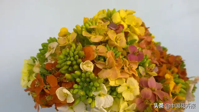 北国杏花初绽，江南已是油菜花漫山，“可甜可盐”的彩色油菜花，爱了！