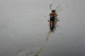 农村常见的“隐翅虫”，竟然会给人造成伤害，究竟是怎么回事？图片