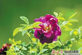 永登苦水镇：玫瑰花似海 香溢十里路图片