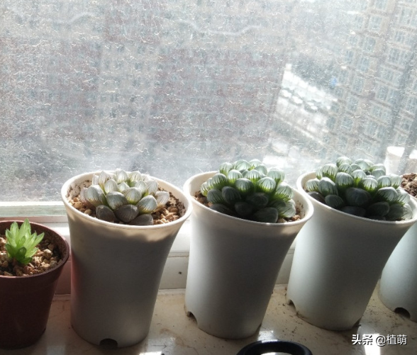 别说十二卷肉肉难养了，养了四年，把经验分享出来，希望有帮助