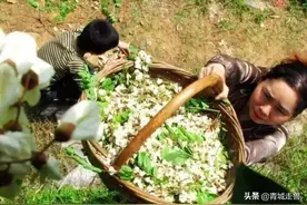 5月槐花香？这种槐花再香也别吃，你知道吗？图片