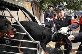 忠诚又可靠的5种狗，却被禁养了，真遗憾图片
