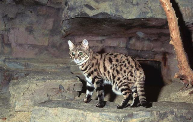 裂脚亚目动物,旗弹怪论之狗弹 - 冷求网