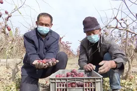 昔日沙漠变果园，乡亲日子比枣甜图片