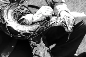 在美国泛滥的缅甸蟒，被肆意捕杀，在中国怎么成了保护动物？图片