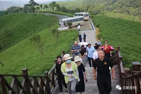 今天中午豫沪媒体记者登上文新楼，惊叹如此大规模的生态茶园图片