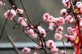 腊梅梅花双梅盛开！春节踏青赏梅，可别“傻傻分不清”图片