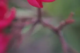 美丽春景之粉红一朵，艳绝群芬#唤醒好春光#图片