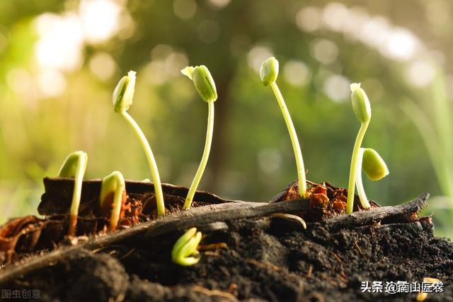 常见的氨基酸有十几种，在植物中的用法你知道吗？