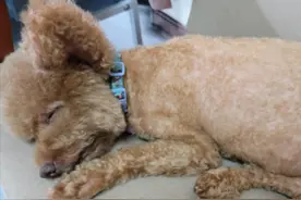 泰迪因叫声太大被抛弃，重新被收养后却不叫了，性格也变得开朗了图片