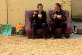 山西69岁农村大爷种三百亩玉米 今年能收入60万吗 听他咋说图片