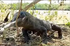 全球仅剩3000头？处于食物链顶端的巨兽，为何会走到濒临的地步？图片