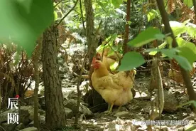 辰颐物语 湖北荆门正宗散养土鸡蛋到底哪里好？图片