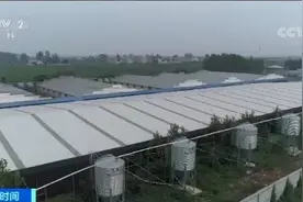 猪值千金背后的“踩踏”，该警惕和准备了图片