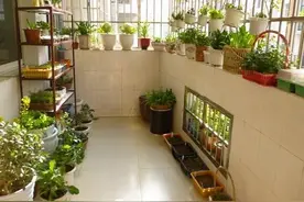 如何将家里一片小空间打造成菜园？这4个步骤需要考虑周全图片