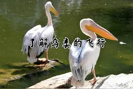 有哪些常见的看起来不会飞，实际上飞行技巧卓越的鸟？鸟类飞行篇图片